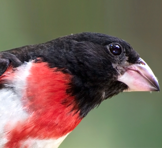 Rose-breasted Grosbeak male