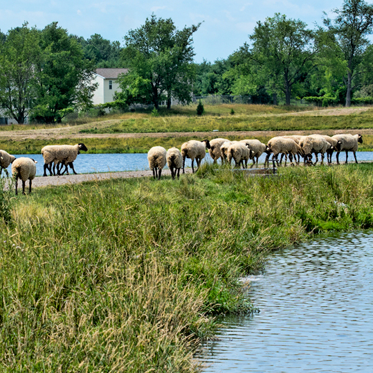 Kent COunty Sewage Pond