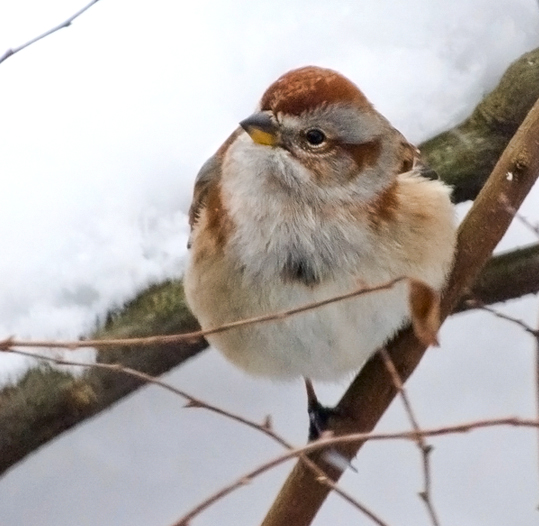 American Tree Sparrow