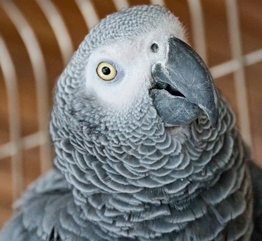 African Grey "Dusty"