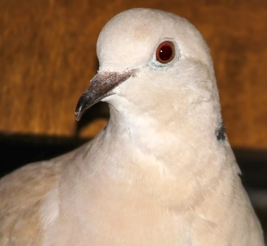 Ring-necked Dove "Howard"
