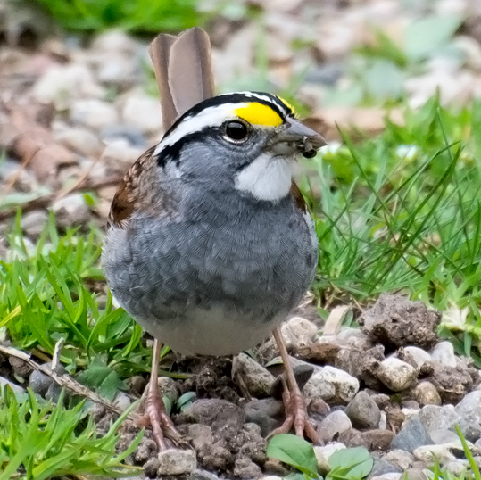 White-throated Sparrow