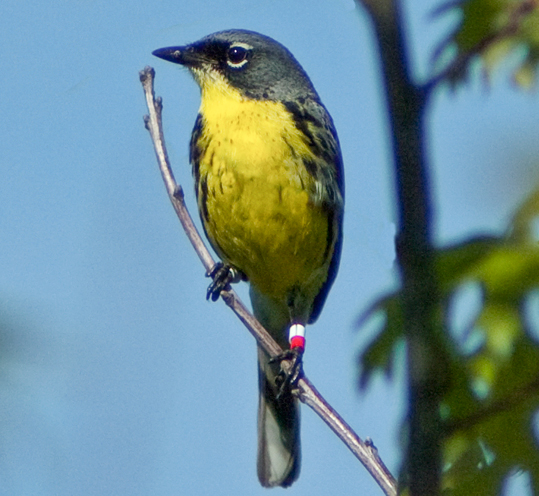 Kirtland's Warbler