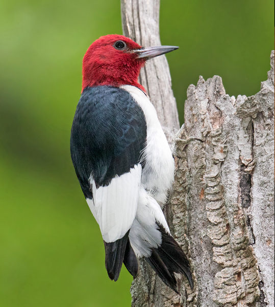 Red-headed Woodpecker