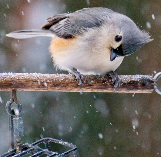 Tufted Titmouse