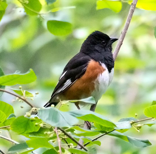 Eastern Towhee