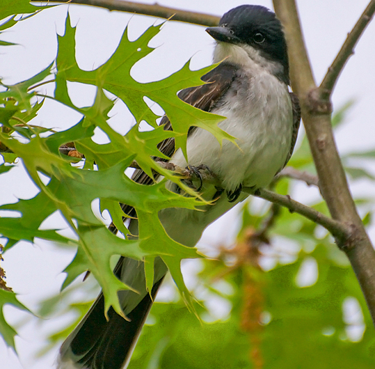 Eastern Kingbird