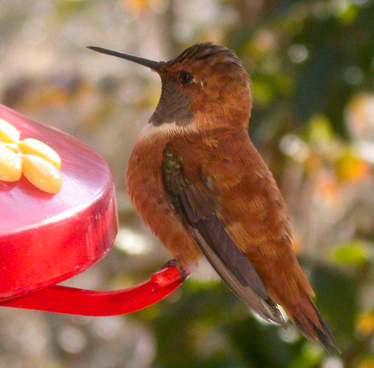 Rufous Hummingbird