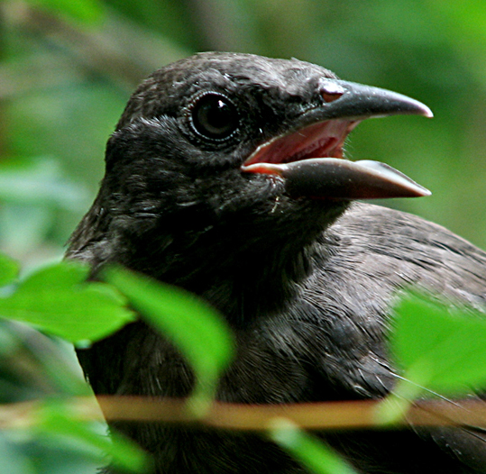 Common Grackle Jabba