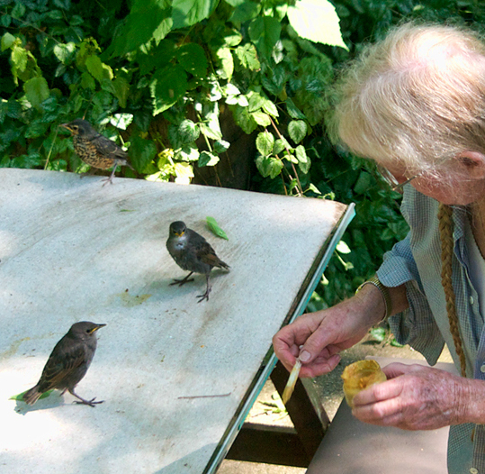 Linda feeding baby starlings