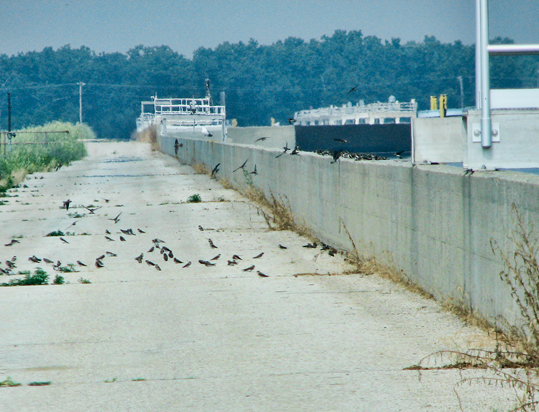 Muskegon Wastewater