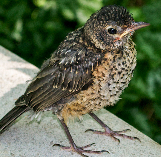 Juvenile American Robin