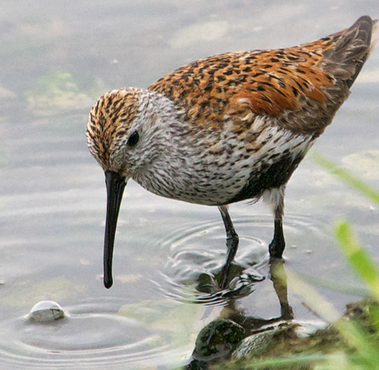 Dunlin