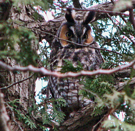 Long-eared Owl