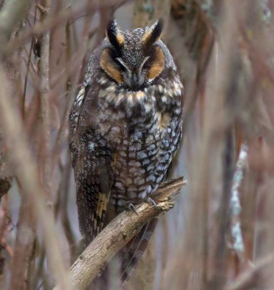 Long-eared Owl