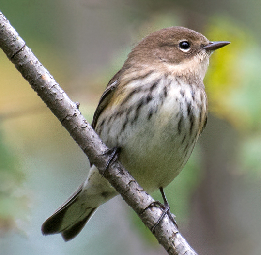 Yellow-rumped Warbler