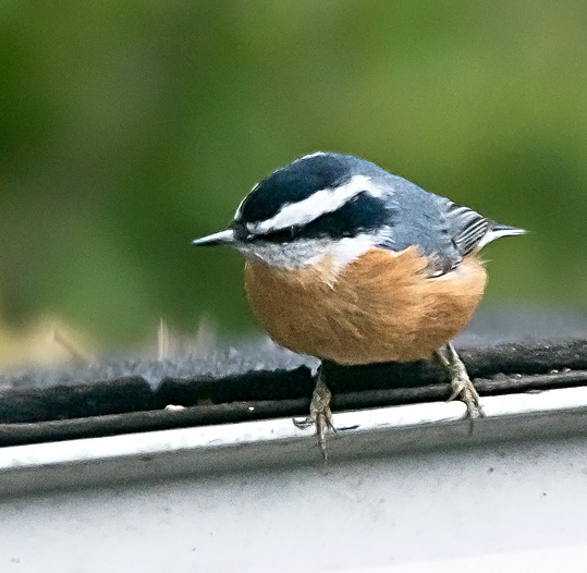 Red-breasted Nuthatch