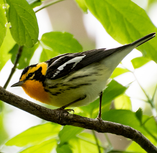 Nashville Warbler