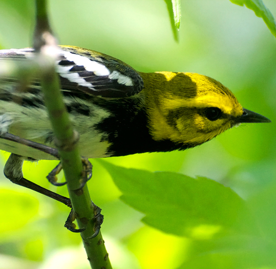 Yellow-rumped Warbler