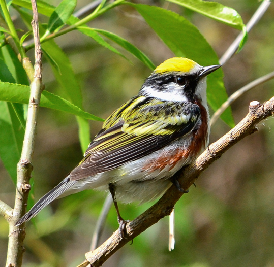 Chestnut-sided Warbler