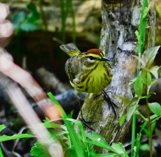 Palm Warbler