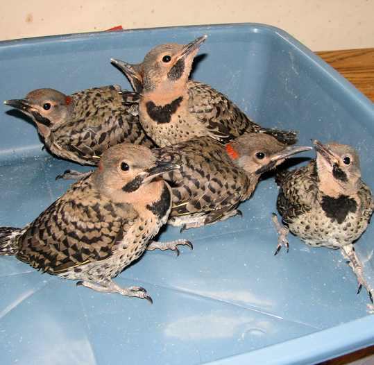 Linda feeding baby starlings