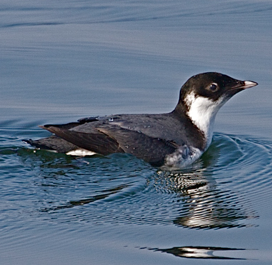 Ancient Murrelet