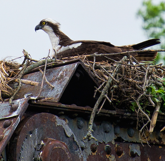 Osprey