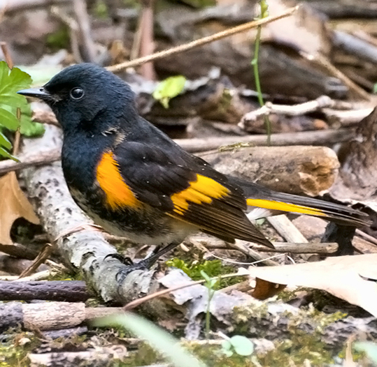 Juvenile American Robin