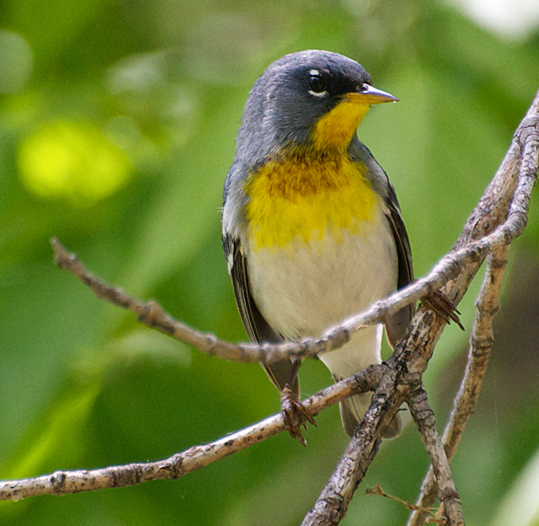 Northern Parula