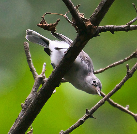 Blue-gray Gnatcatcher