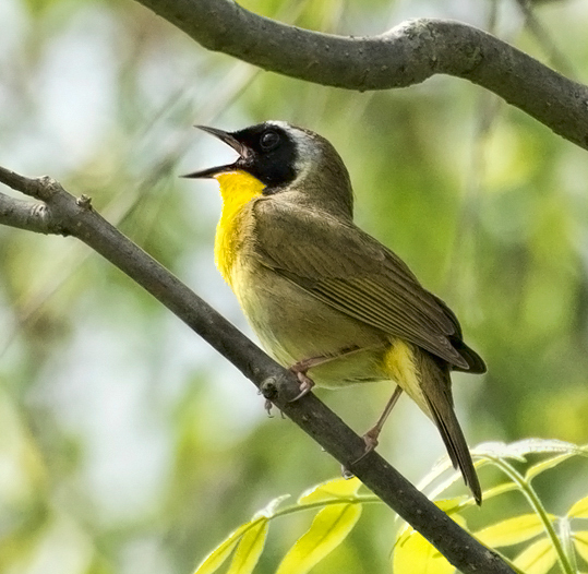 Northern Parula