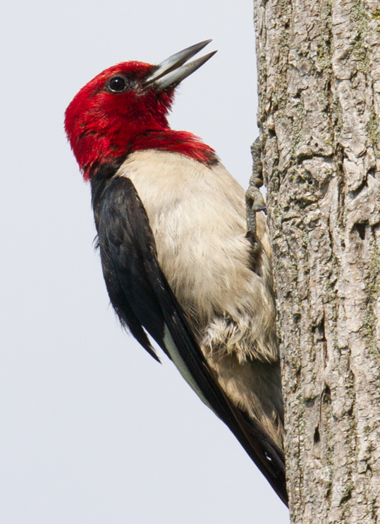 Red-headed Woodpecker