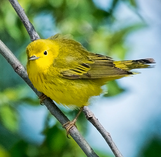 Yellow Warbler