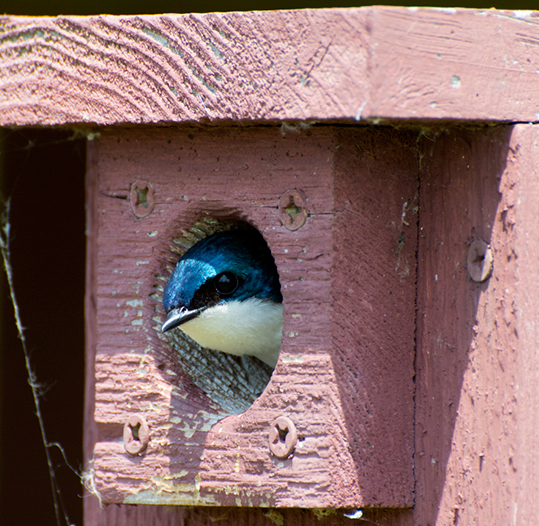 Swallow Without Bill