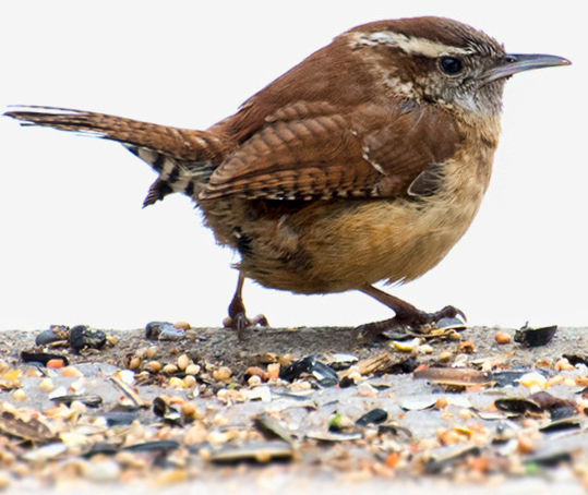 Carolina Wren