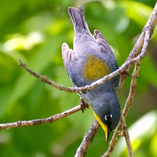 Northern Parula