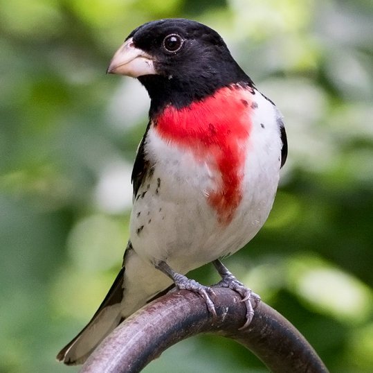 Rose-breasted Grosbeak