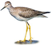 Lesser Yellowlegs