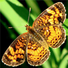 Pearl Crescent butterfly