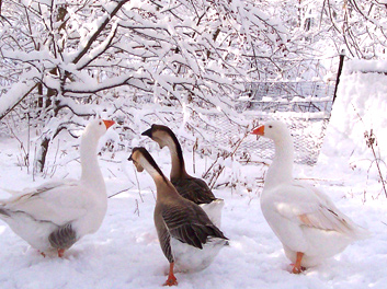 Geese in snow