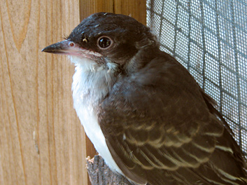 Eastern Kingbird