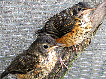 American Robins