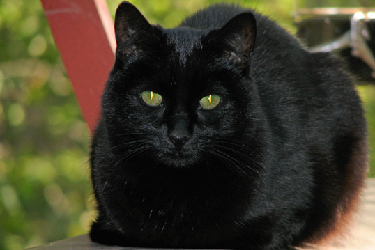 Agnes on picnic table