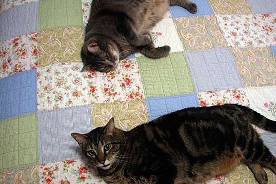 Lucy and Maynard on bed