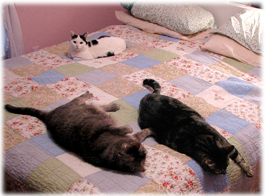 Three Cats on the Bed
